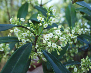 Wild Olive or Devilwood flowers